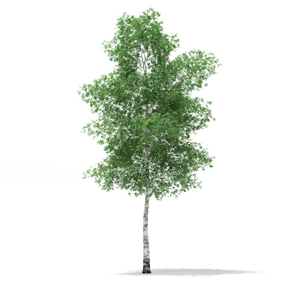 3d Model Silver Birch Tree Betula