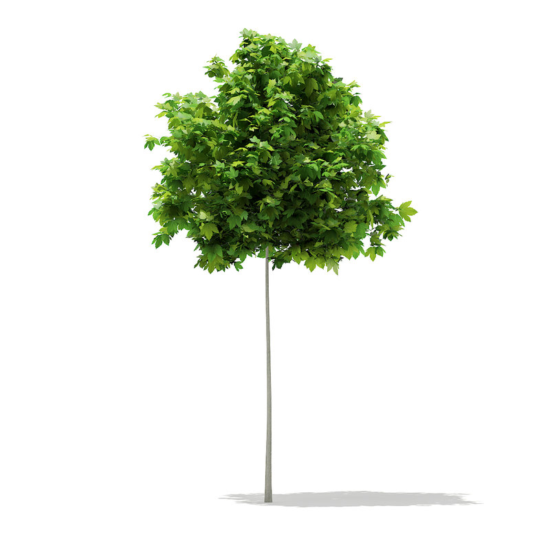 sycamore maple acer pseudoplatanus 3d model