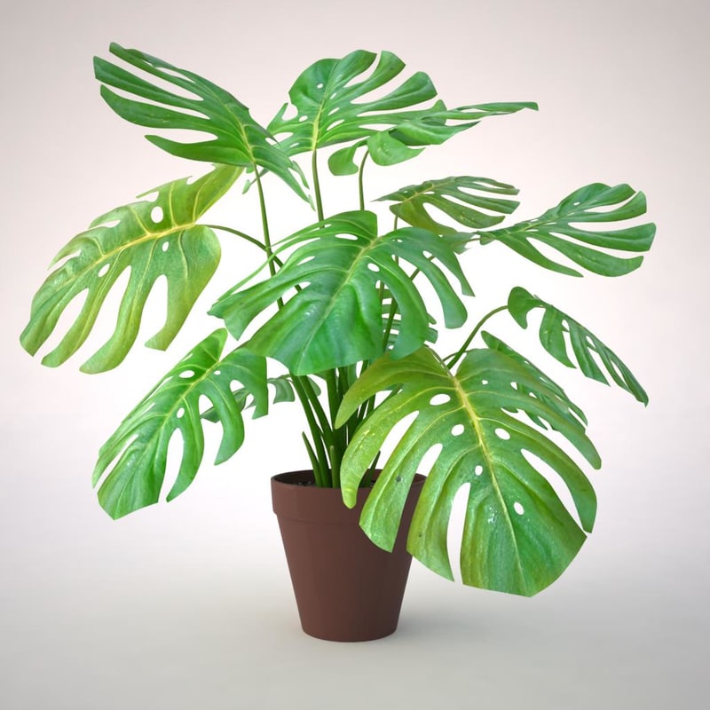 3d monstera plant model