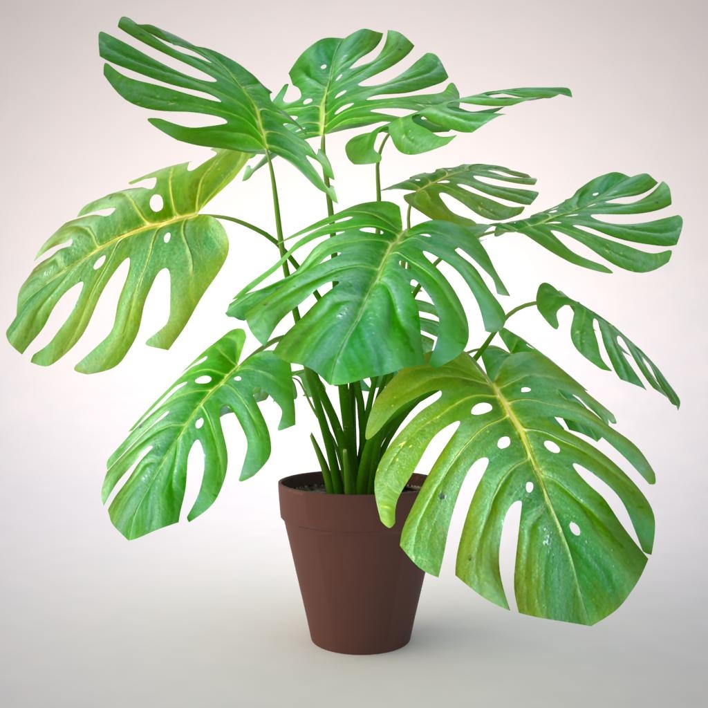 3d monstera plant model