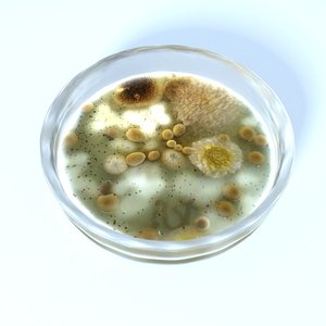 petri dish culture 3d 3ds
