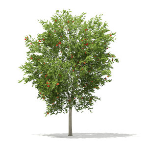 european rowan tree sorbus 3d c4d