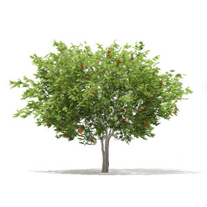 max european rowan tree sorbus
