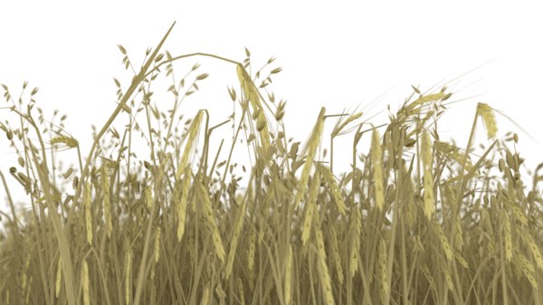 3d model of wheat field