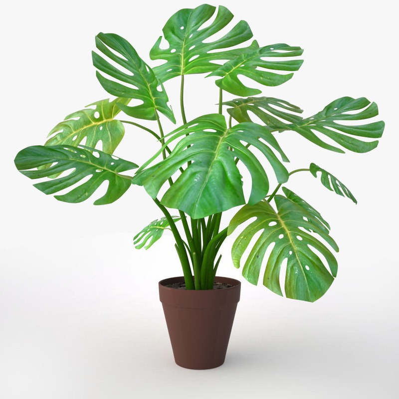 monstera plant fbx