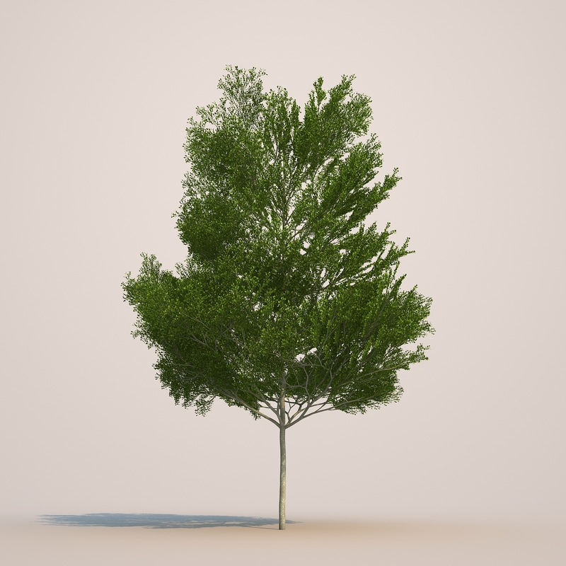  3d  4 tree 