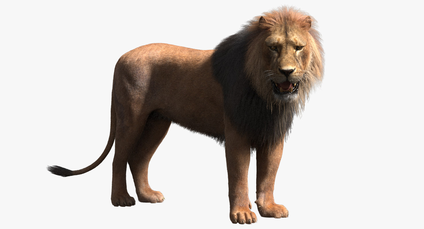 3d rigged lion fur model