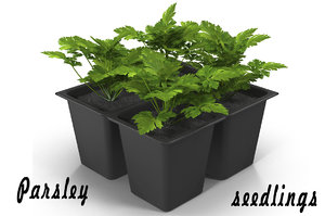 3d parsley seedlings