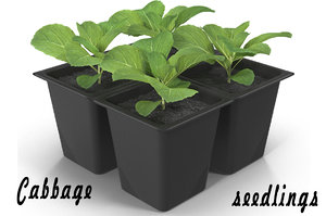 3d model of cabbage seedlings