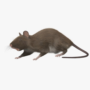 3d brown rat
