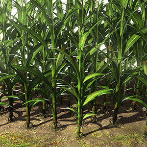 max corn maize maze