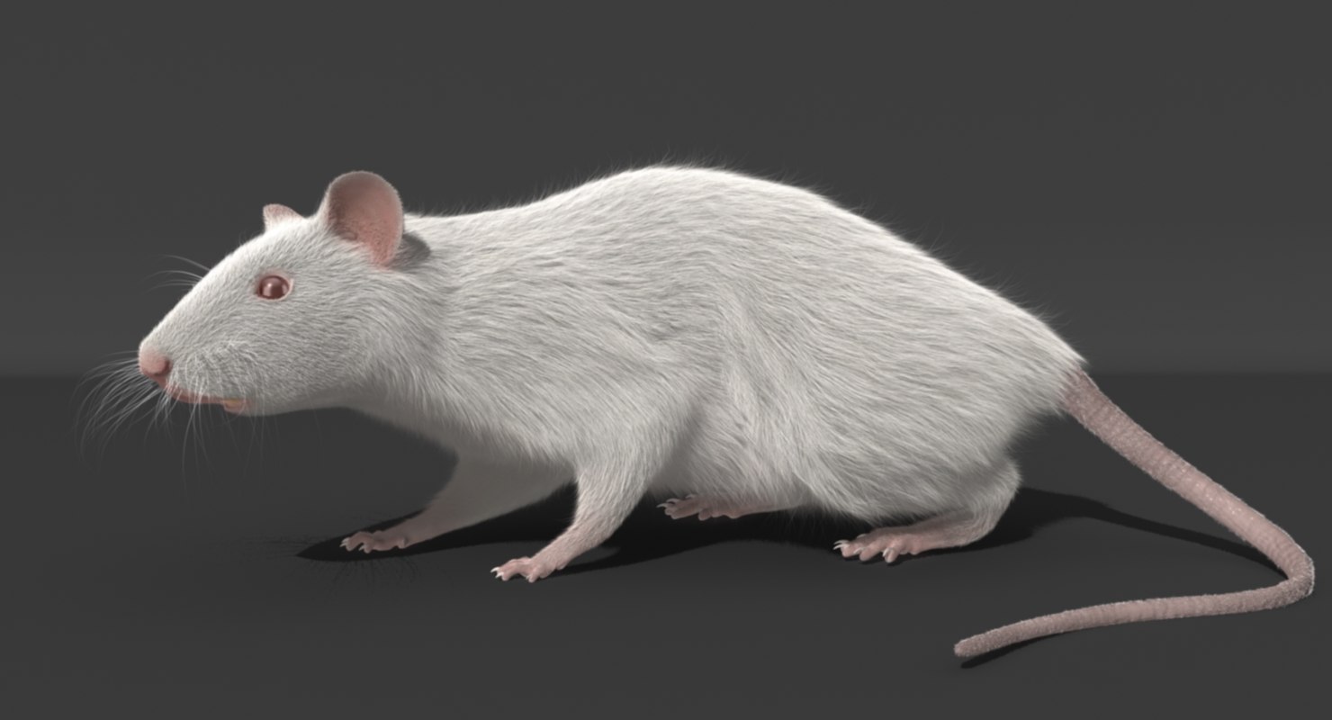 white rat soft toy