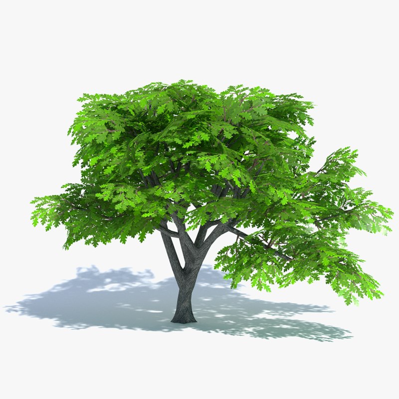 3d cartoon oak tree model