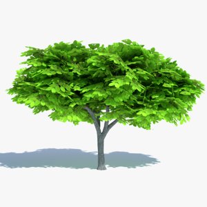 cartoon elm tree 3ds