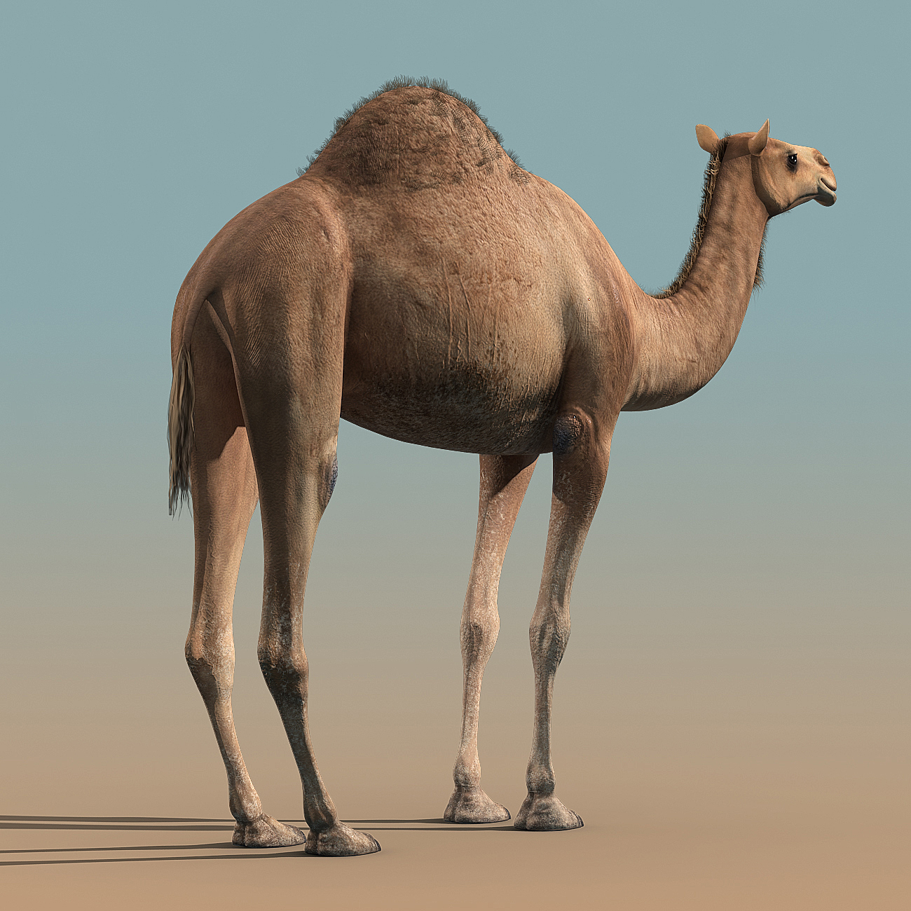 骆驼(操纵)3d模型
