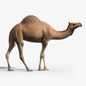 camel rigged 3d max