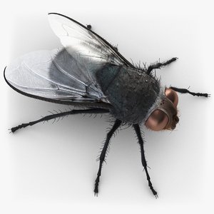 3d housefly fly
