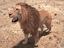 3d rigged lion king hair fur
