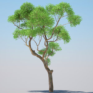 eucalyptus tree 3d model