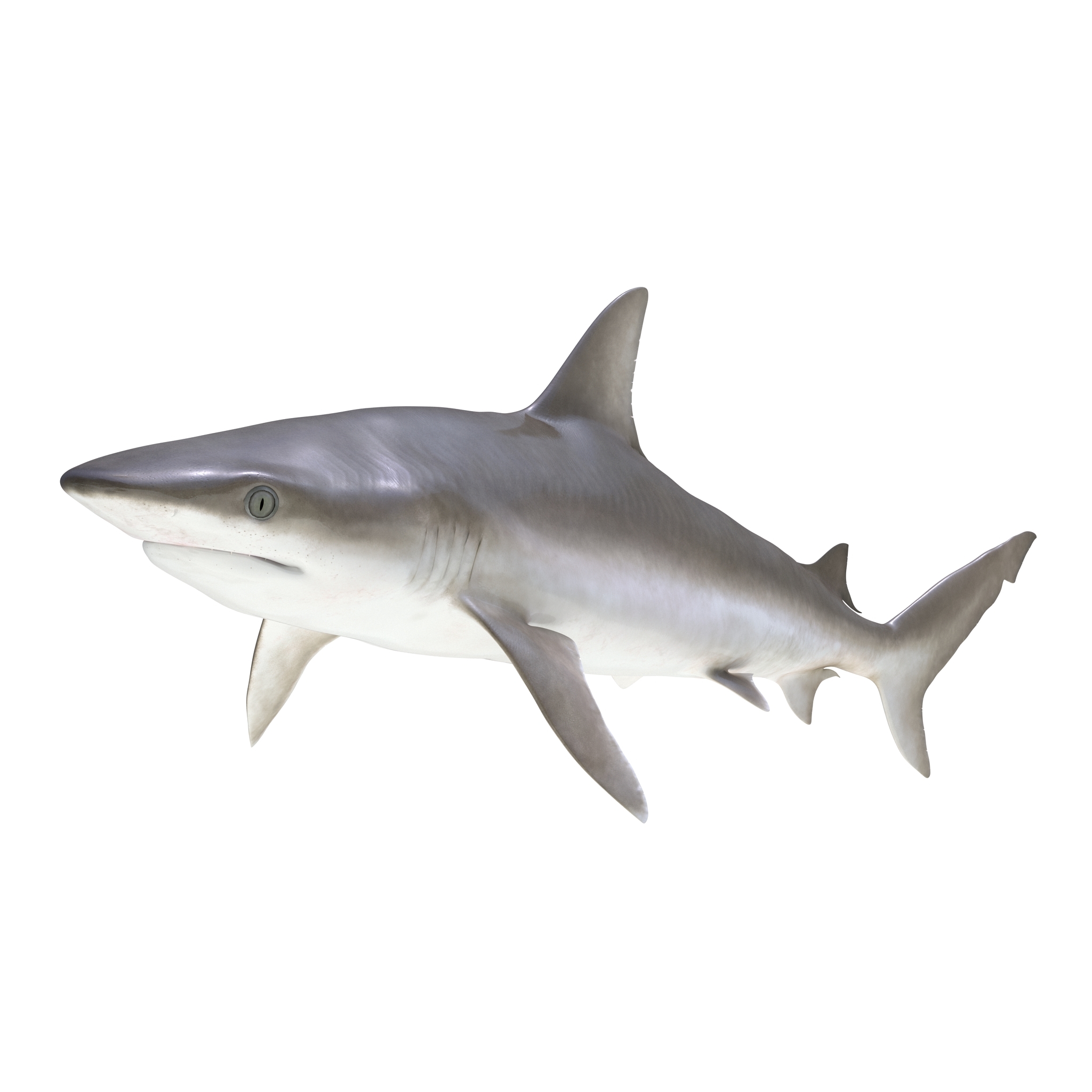 3d model blacknose shark