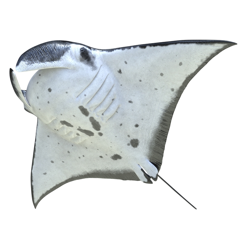 3d manta