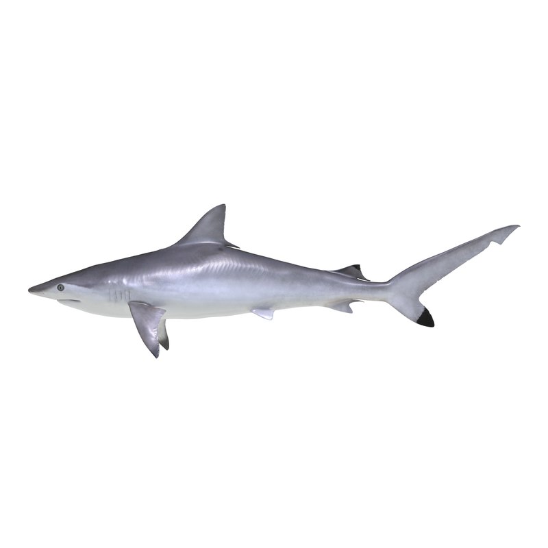 3d 3ds spottail shark