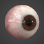 3d model human eye realistic