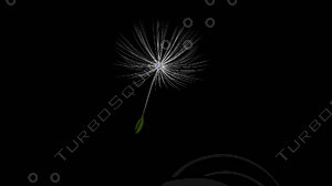 Dandelion Rendered Animations HD