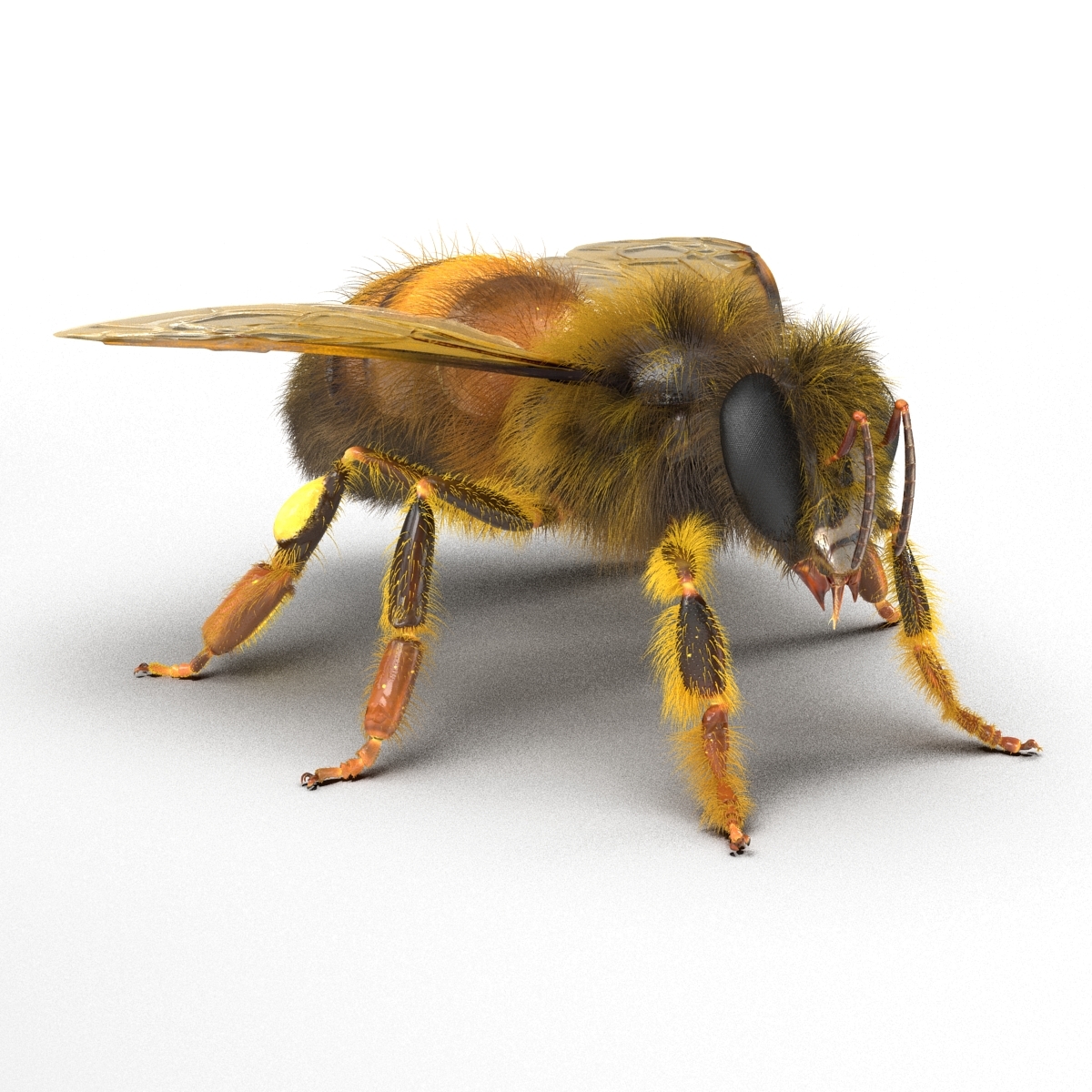bee bumblebee rigged animate 3d max