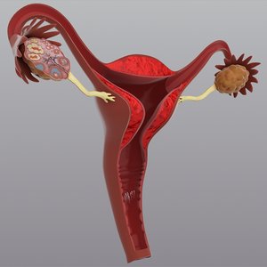 female uterus max