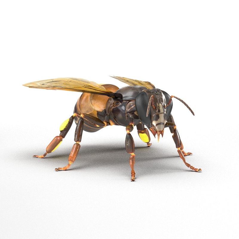 Cinema 4D的昆虫收藏3D模型 - TurboSquid 1516489