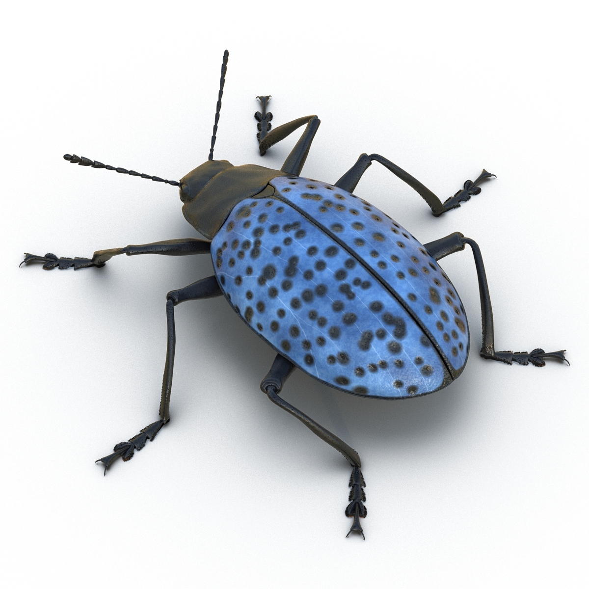 beetleinsect图片