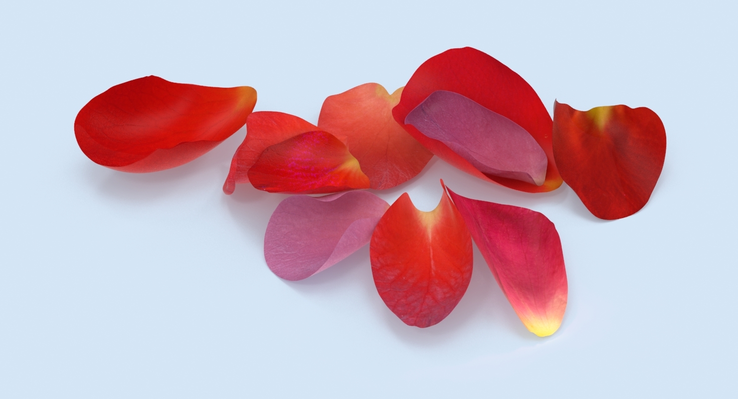 rose petals 3d model