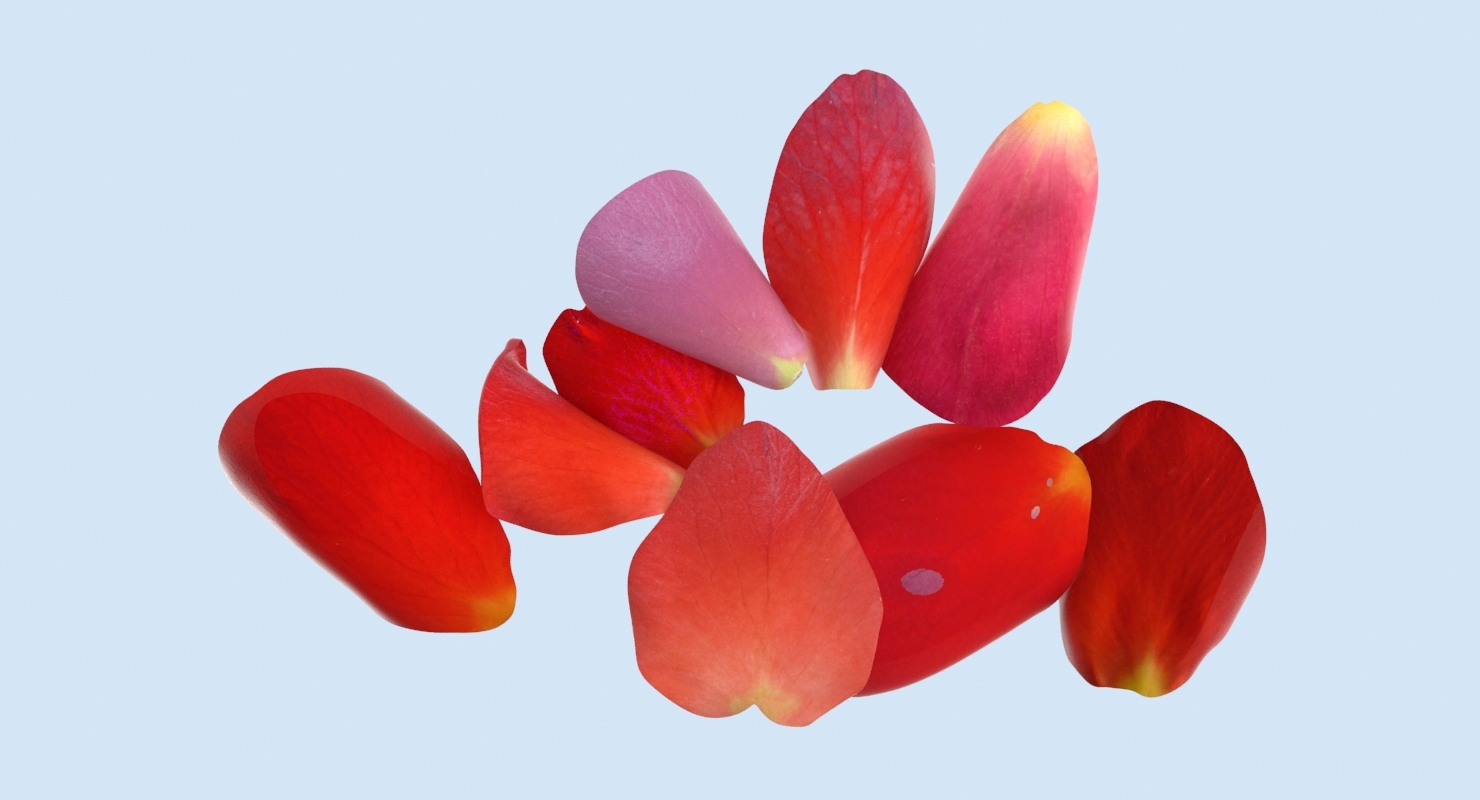 rose petals 3d model