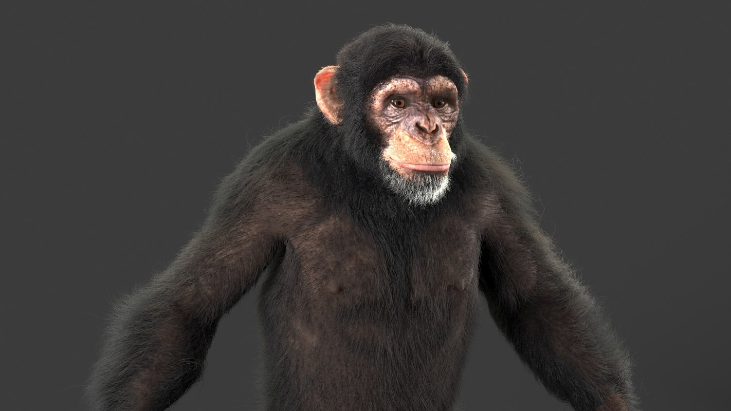 3d Model Realistic Chimp