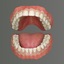 3d model of classic human dentition
