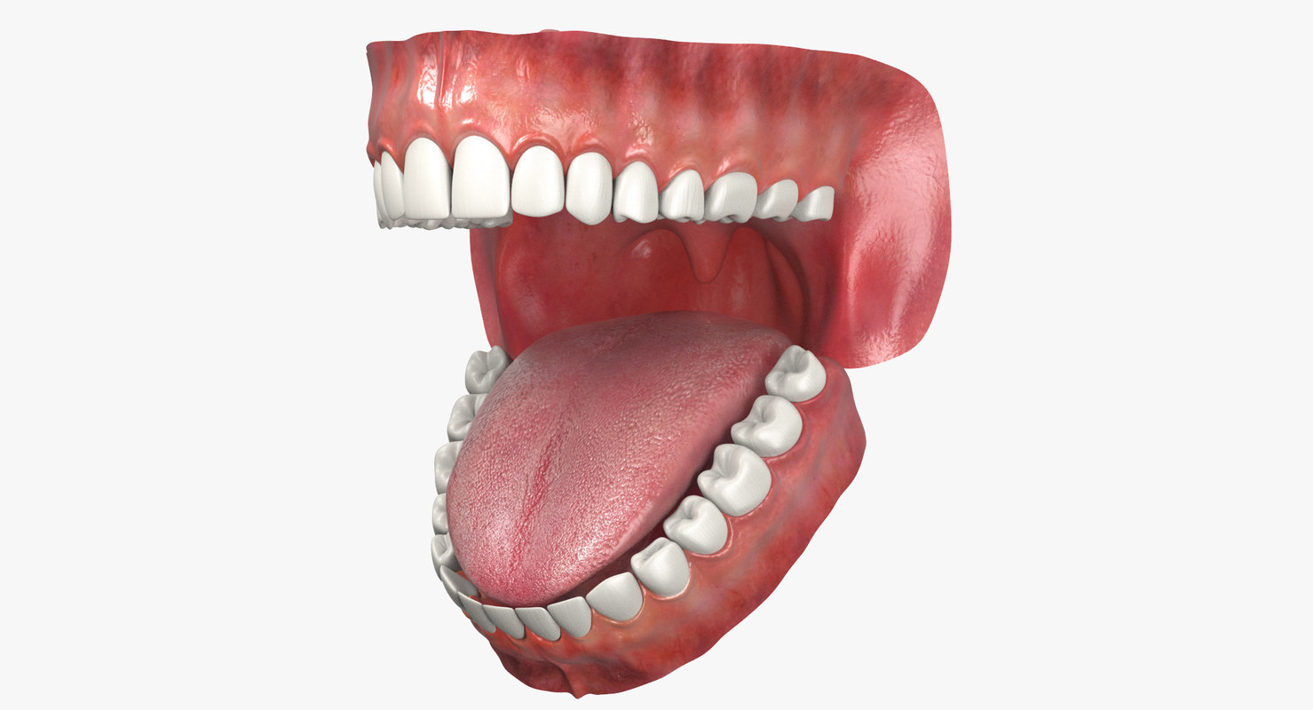 3d model jaw