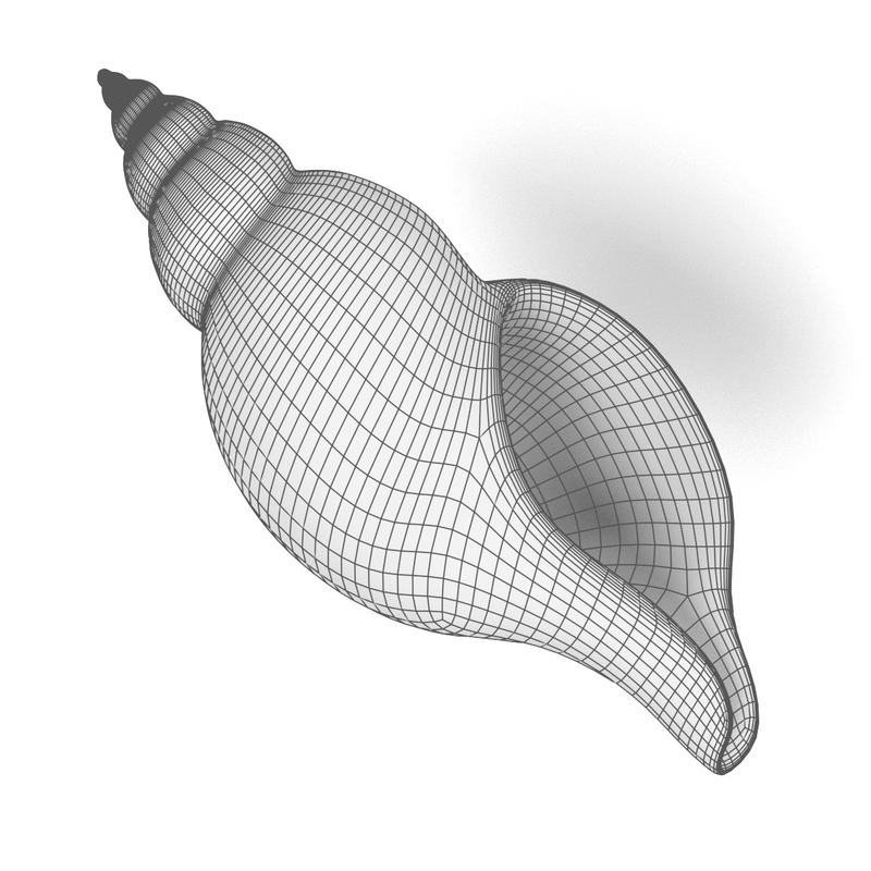 3d model fasciolaria lilium