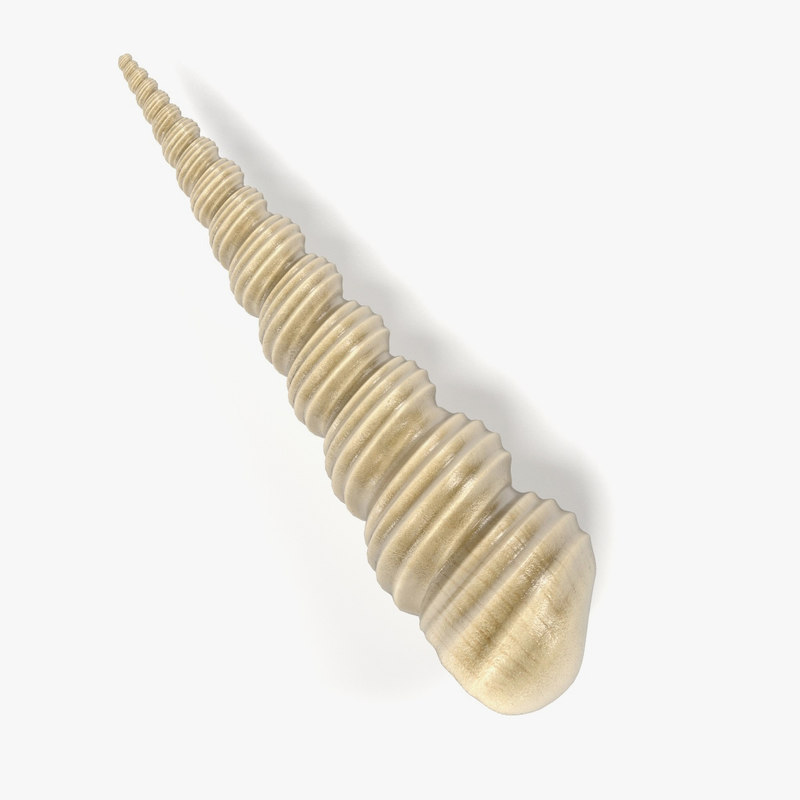 3d model turritella terebra