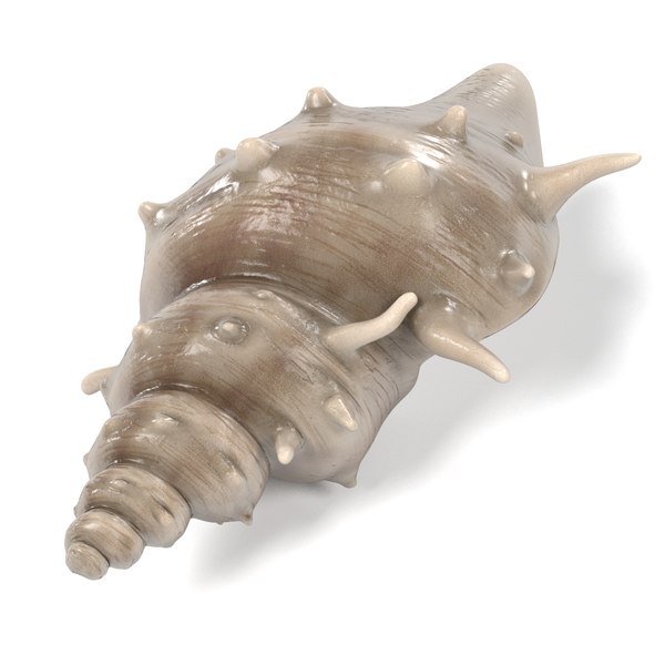 bufonaria echinata 3d model