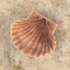 seashells shell 3d model