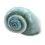 seashells shell 3d model