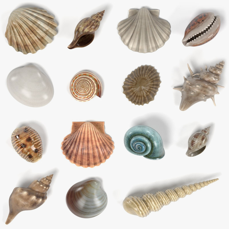 seashells shell 3d model