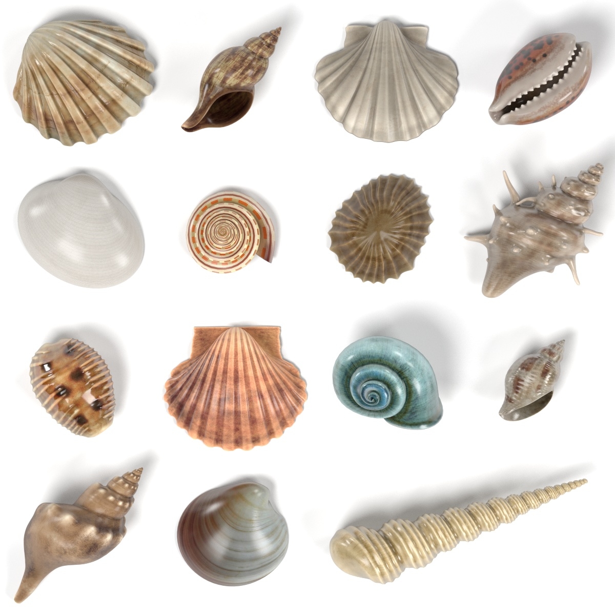 seashells shell 3d model