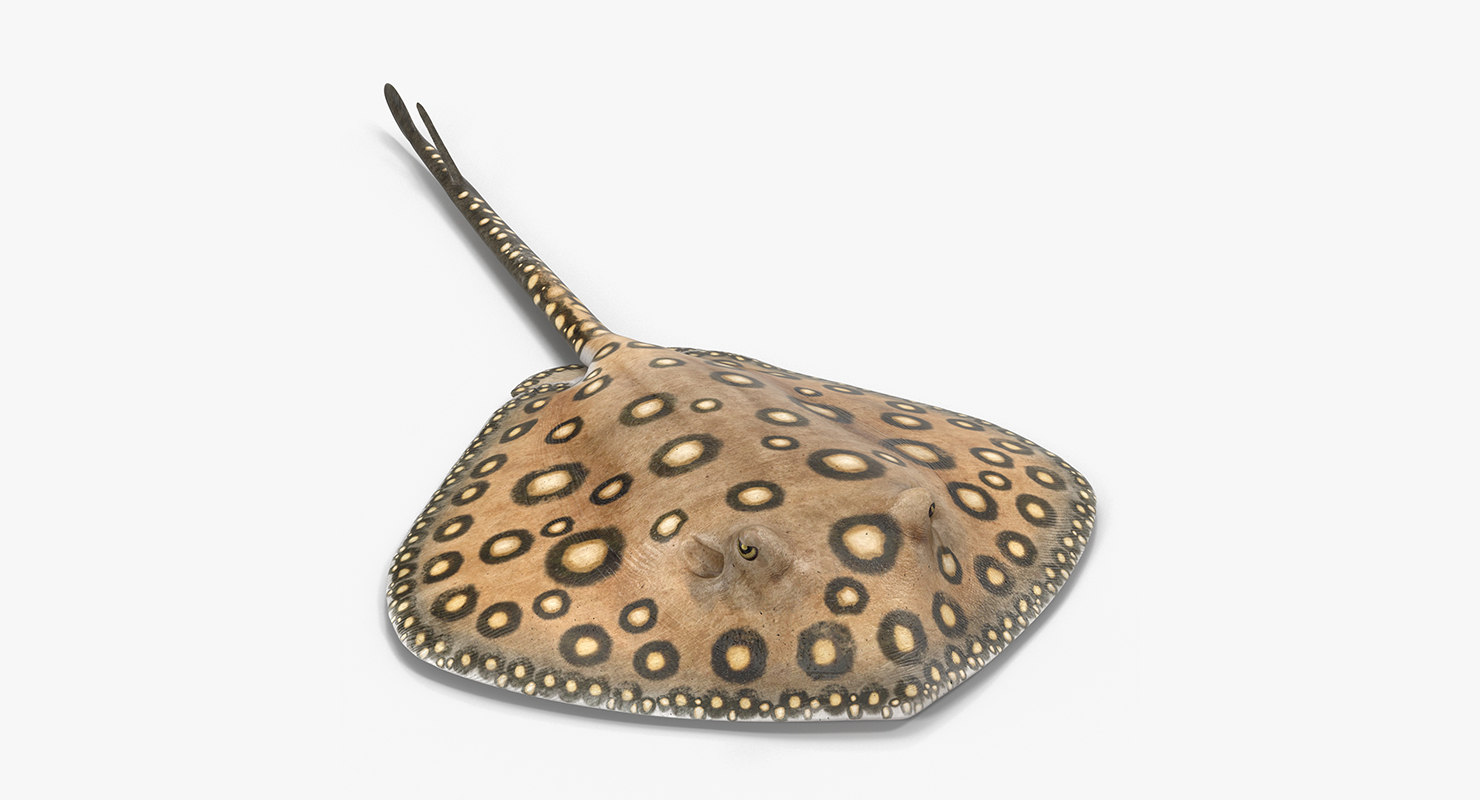 river stingray 3d model