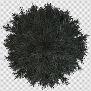 Pine Tree from Above