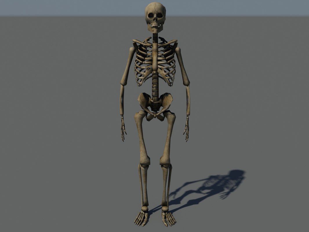 3d max human skeleton