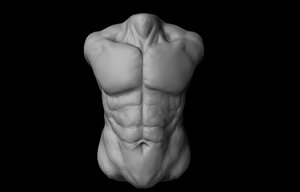 human torso 3d model