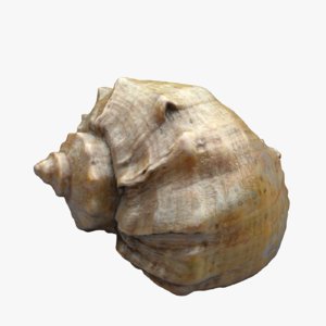 3ds seashell shell sea