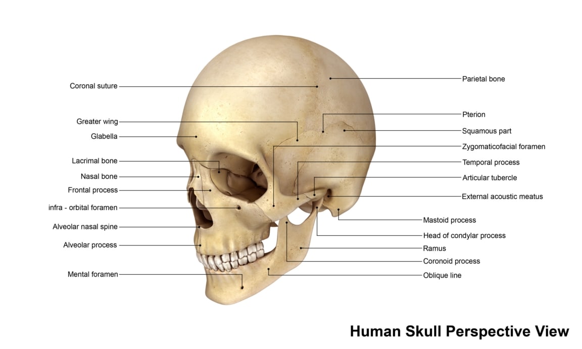 human skull 3d obj